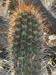 Leucostele litoralis, photograph (c) Cody Hinchliff, some rights reserved (CC BY)