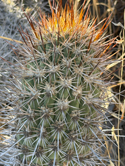 Leucostele litoralis, photograph (c) Cody Hinchliff, some rights reserved (CC BY)