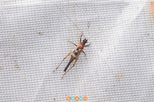 Homoeoxipha obliterata