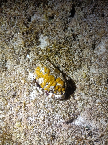 Euxanthus exsculptus observed 2026-02-22