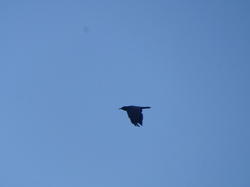Cape Crow (Corvus capensis), photo 3