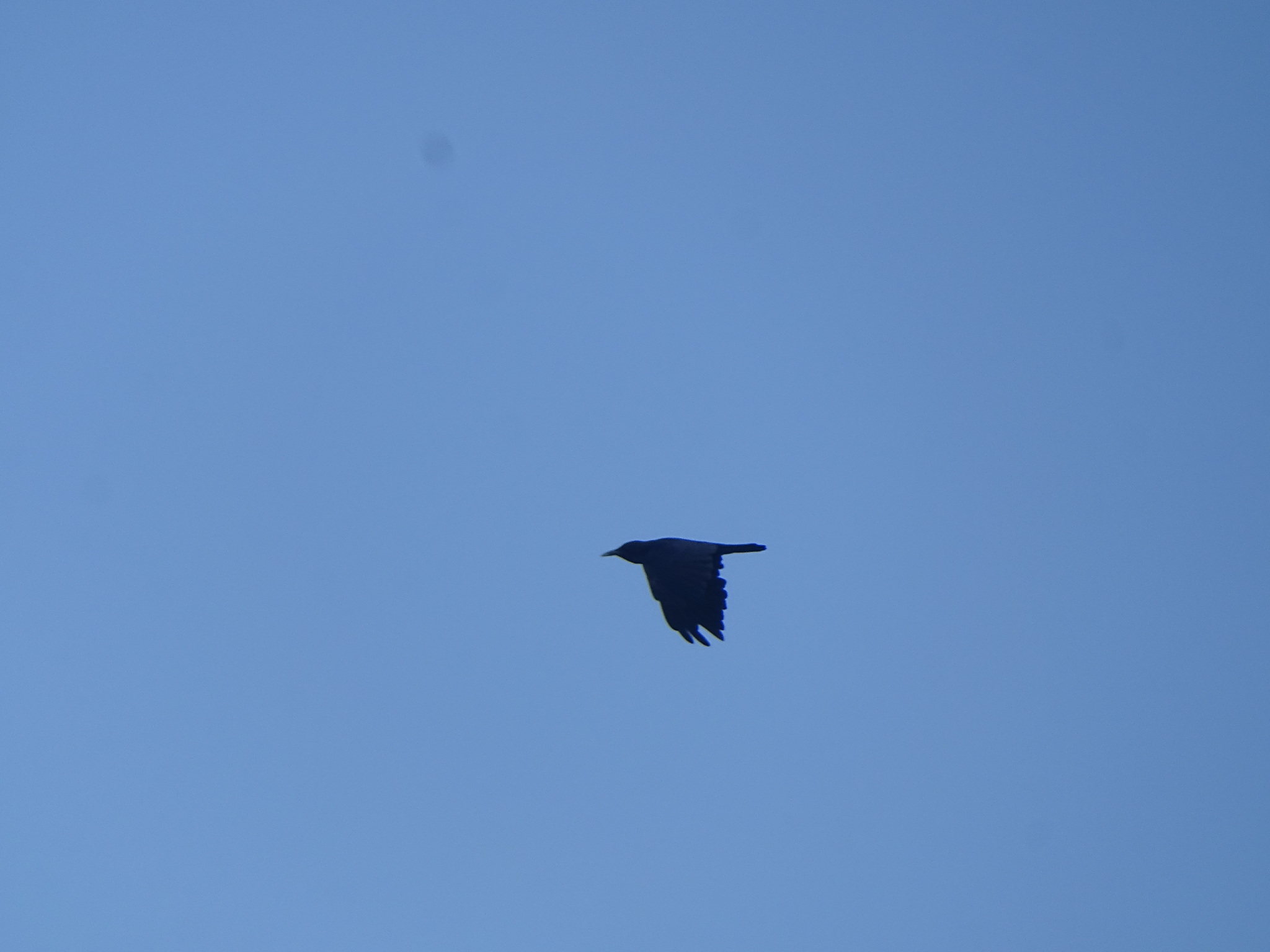 Cape Crow (Corvus capensis), photo 3