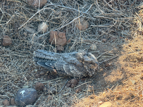 Band-winged Nightjar (Systellura longirostris), photo 3