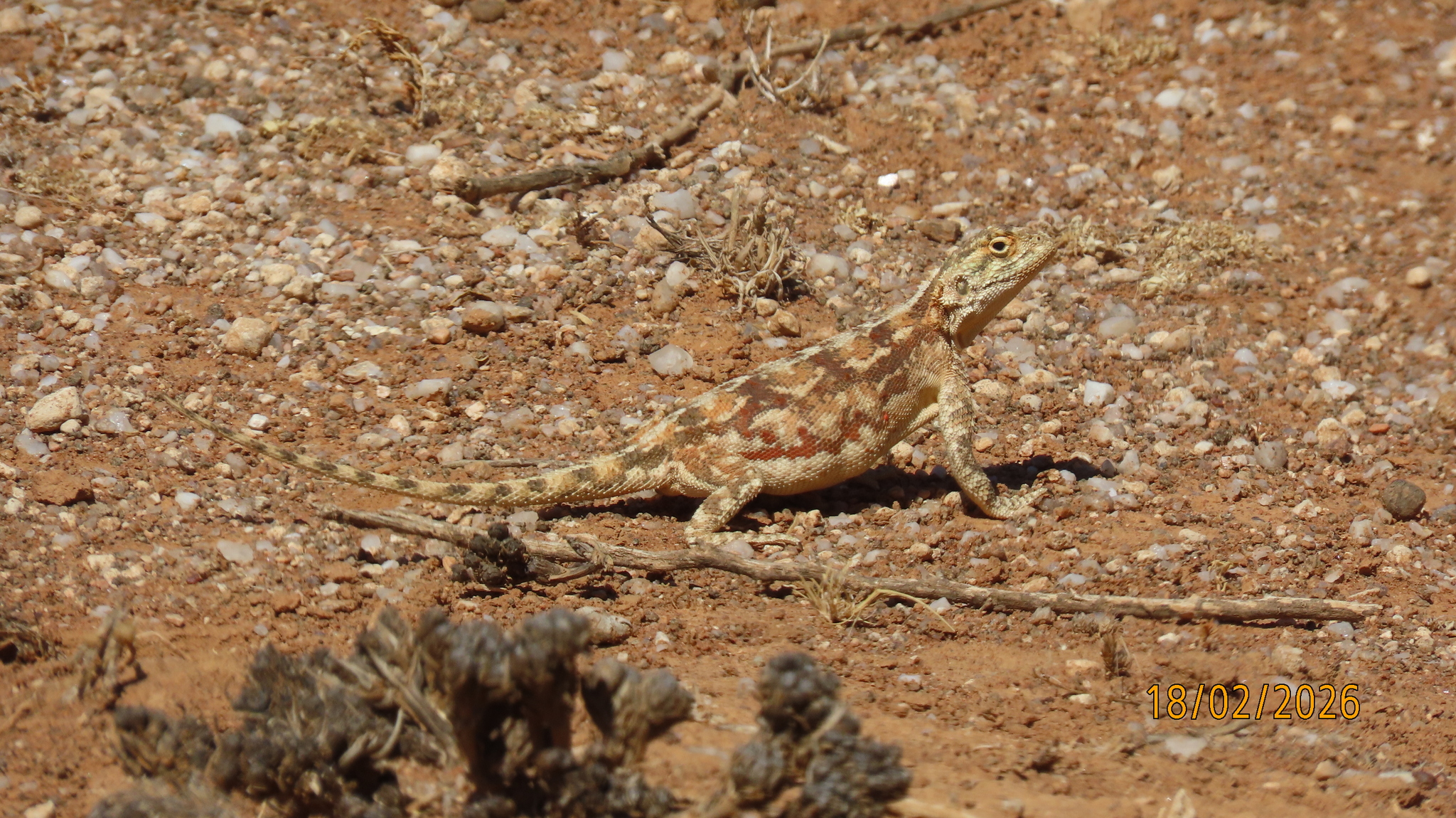 Agama aculeata Merrem, 1820