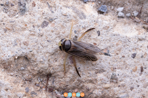 Xenocorixa vittipennis