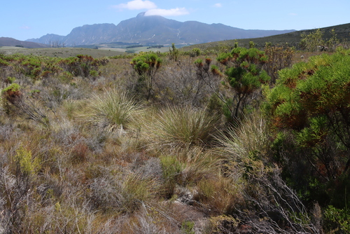 Fynbos Wire Grass (Capeochloa cincta)