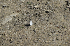 Celastrina echo