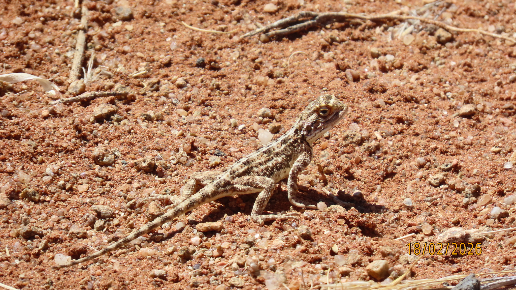 Agama aculeata Merrem, 1820