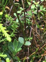 Gentianella montana montana