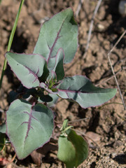 Clarkia unguiculata