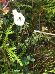 Gentianella montana montana