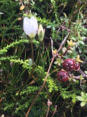 Gentianella montana montana