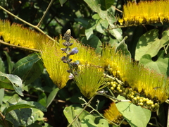 Combretum fruticosum