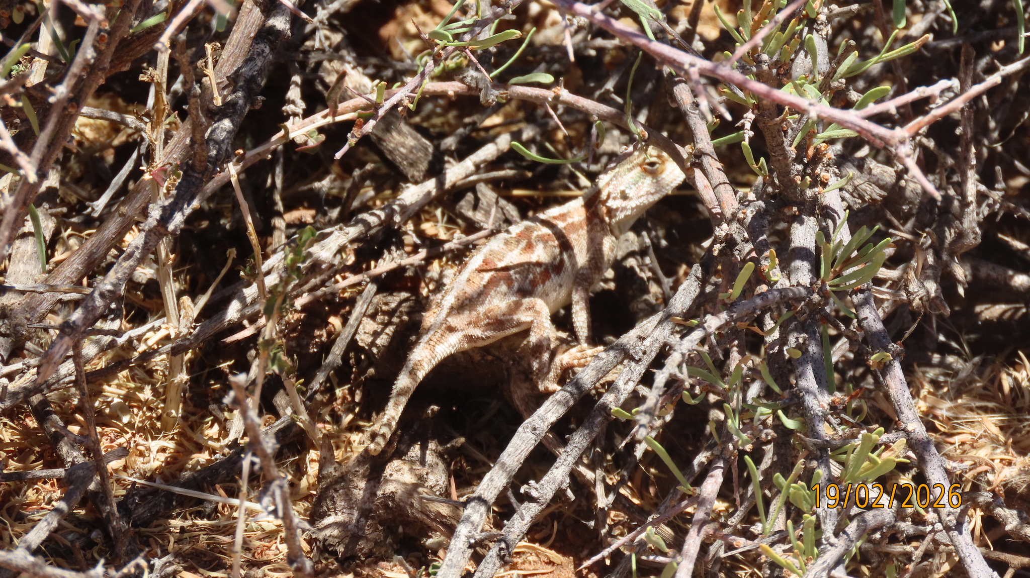 Agama aculeata Merrem, 1820