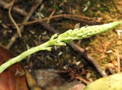 Goodyera procera