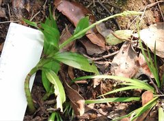Goodyera procera