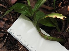 Goodyera procera