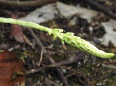 Goodyera procera
