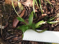 Goodyera procera