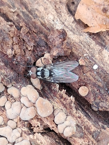 Unknown species found near East Fayetteville, NC 28301, USA