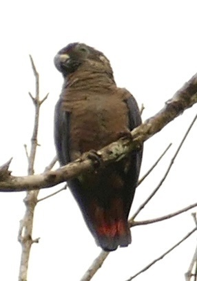 Dusky Parrot (Pionus fuscus), photo 1