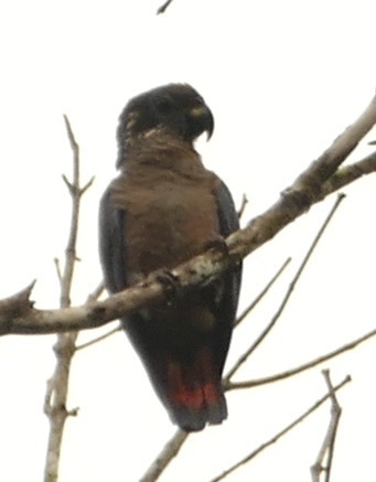 Dusky Parrot (Pionus fuscus), photo 2