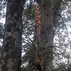 Tillandsia bourgaei