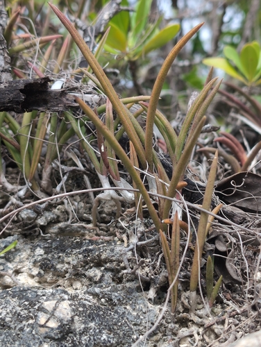 serpentine wallflower orchid (Tetramicra canaliculata)