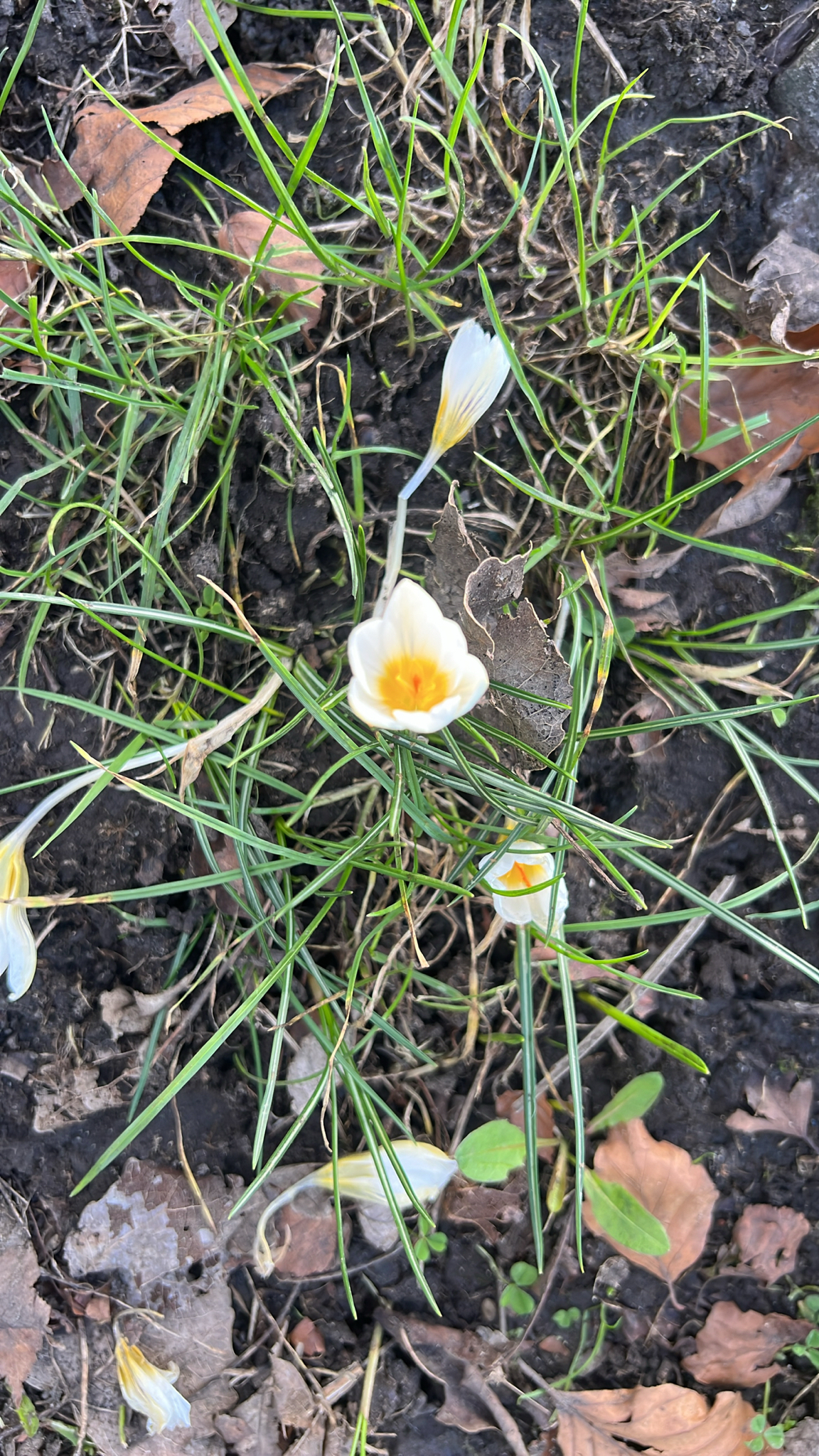 Crocus