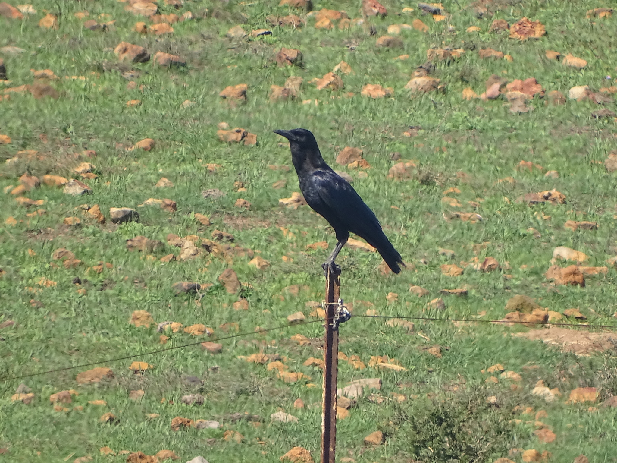 Cape Crow (Corvus capensis), photo 4