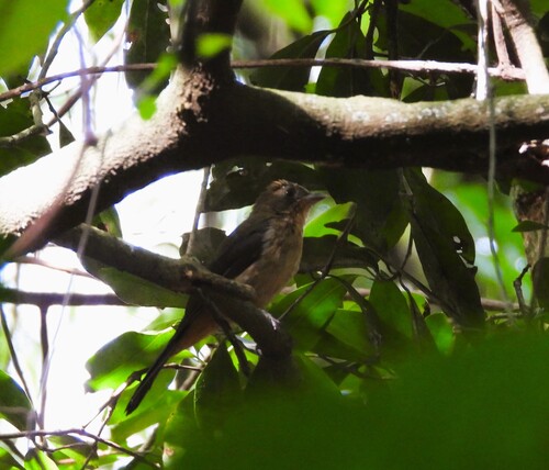 Black-goggled Tanager (Trichothraupis melanops), photo 6