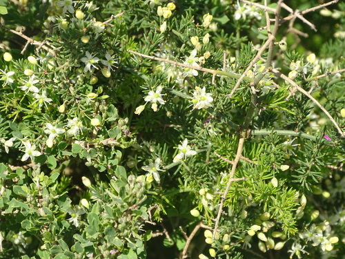 Manyflower Asparagus (Asparagus multiflorus)
