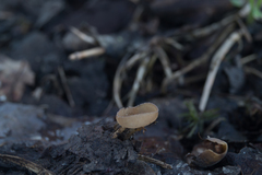 Ciboria amentacea