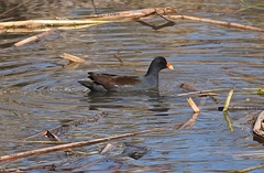 Gallinula galeata cachinnans