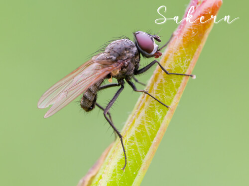 Seedcorn Maggot