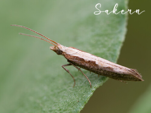 Diamondback Moth