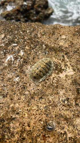 Chiton squamosus