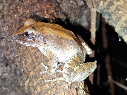 Cornufer punctatus