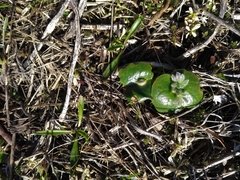 Lupinus densiflorus densiflorus