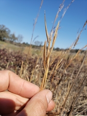 Andropogon virginicus virginicus