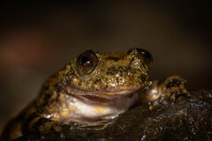 Busuanga Jungle Toad photo 3