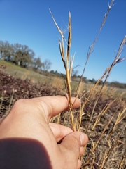 Andropogon virginicus virginicus