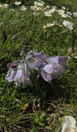 Alpine Bellflower (Campanula alpina)