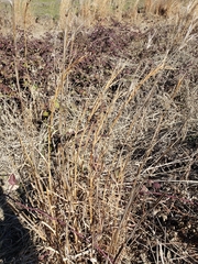 Andropogon virginicus virginicus