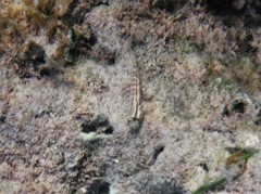 Gnatholepis thompsoni