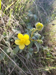 Ranunculus occidentalis occidentalis