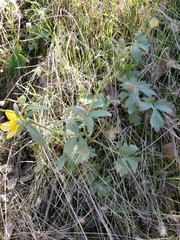Ranunculus occidentalis occidentalis