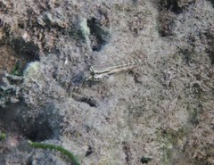 Gnatholepis thompsoni