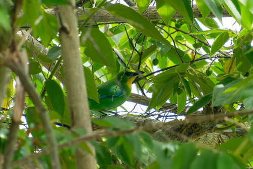 Chloropsis palawanensis observed 2025-11-24