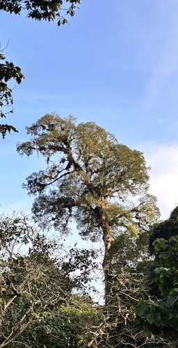 Foto de olmo